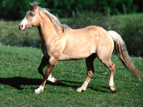 Kůň (8).jpg
