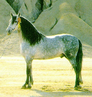 Andalusan (2).jpg