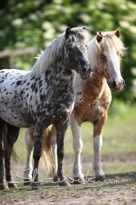 Shetland pony.JPG