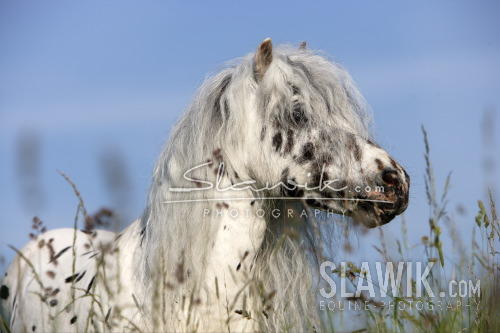 Miny Apaloosa.JPG