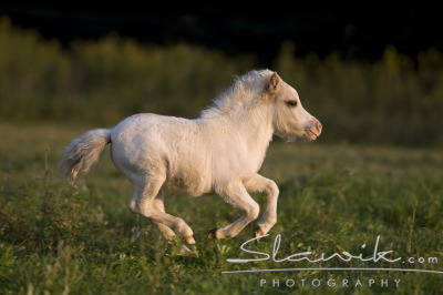 Miniaturní pony (2).JPG