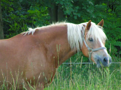 Haflinger (2).jpg