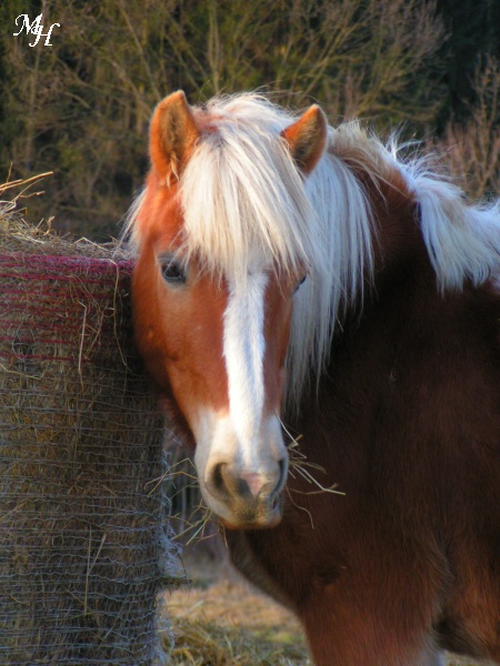 Haflinger (3).jpg