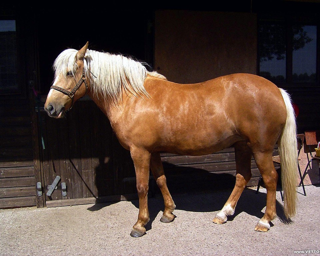 Haflinger (4).jpg